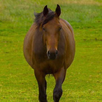 Horse – Why Isn’t It Gaining Weight?