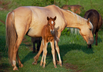Broodmares – How Should I Feed Them?