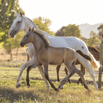 Foals – Nutrition from Birth to Weaning