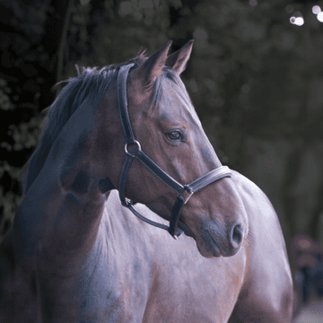 Understanding Horse Feeding Behavior