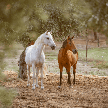 Senior Horse – How Should I Feed It?