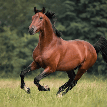 Stallions – How Should I Feed Them?