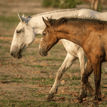 Foals – Feeding After Weaning
