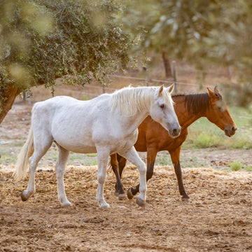 Senior Horse – Why is it so hard to maintain body condition?