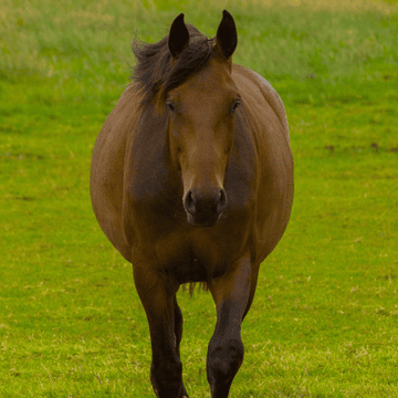 Obese Horse – How Should I Feed It?