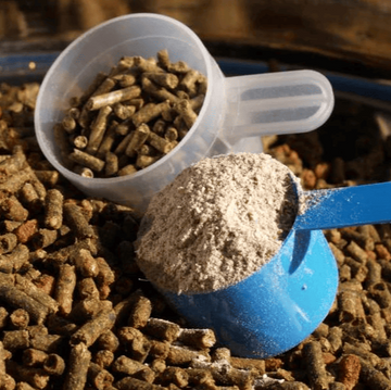Food Allergies in Horses
