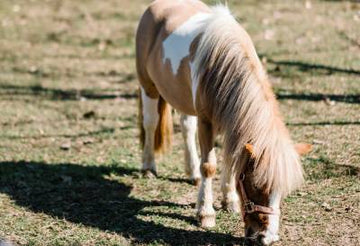 Sport Pony – How Should I Feed It?