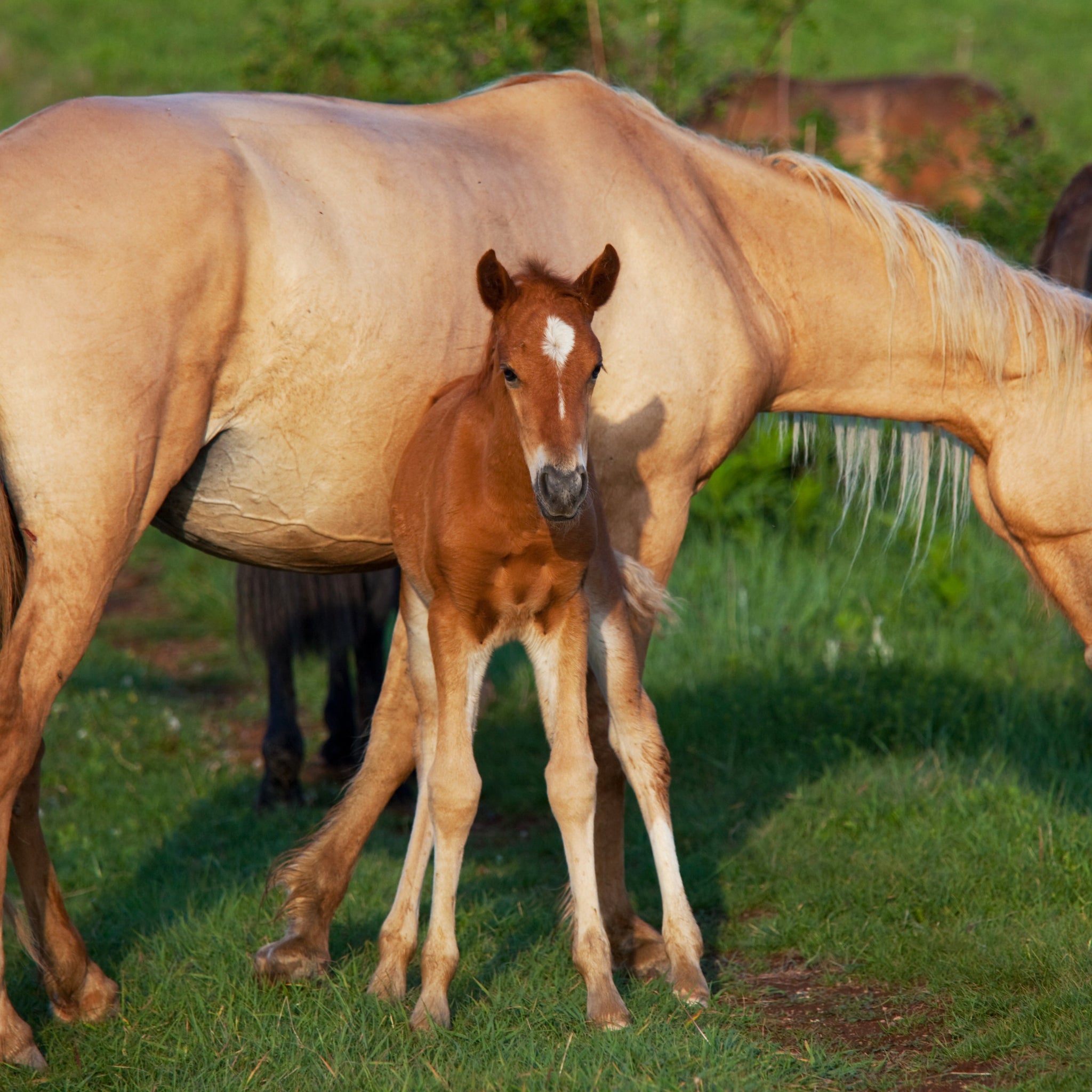 Mares – Does Body Condition Affect Reproductive Efficiency?
