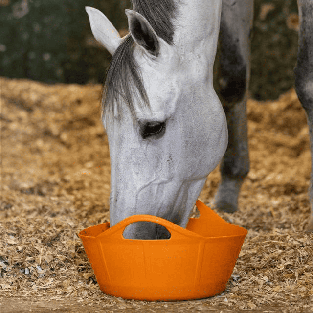 Twelve foods – NOT to give to horses