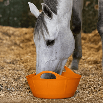 Twelve foods – NOT to give to horses