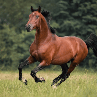 Stallions – How Should I Feed Them?