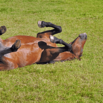 Ulcers – How to Feed a Horse with Ulcers