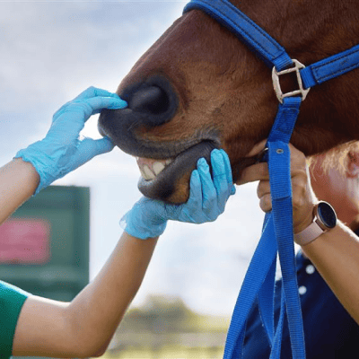 Equine Herpesvirus – What is it and how to prevent it?