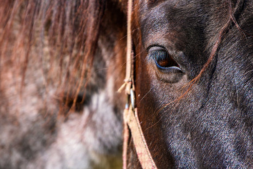 Horse - How to Improve Body Condition?