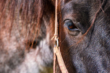 Horse - How to Improve Body Condition?