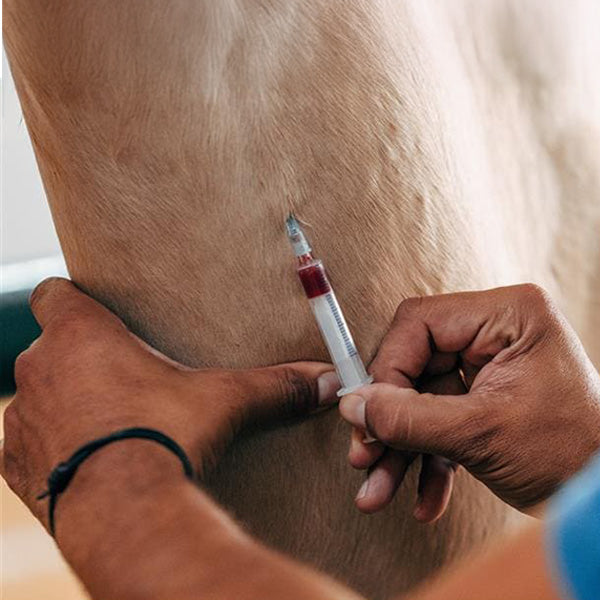Health Problems - Metabolic Diseases