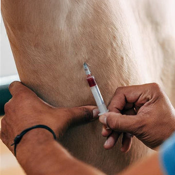 Health Problems - Metabolic Diseases