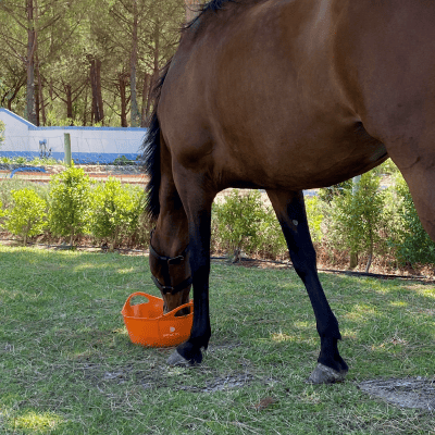 Feeds - Weight & Conditioning