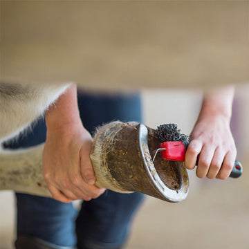 Care - Hoof Care