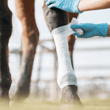 Health Problems - Fratures & Osteochondrosis