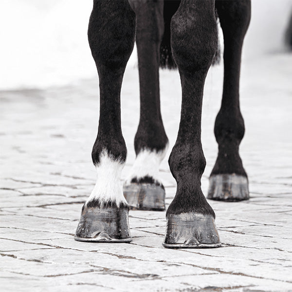 Health Problems - Laminitis