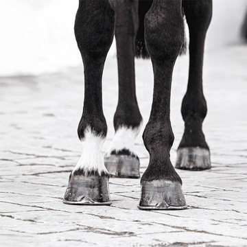 Health Problems - Laminitis