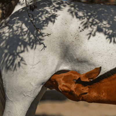 Specific Needs - Fertility & Colostrum