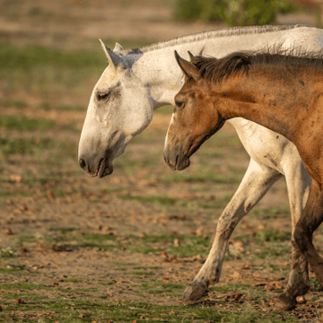Supplements - Breeding & Growing