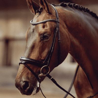 Supplements - Calming & Behaviour