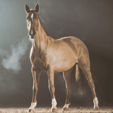 Supplements - Respiratory