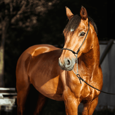 Supplements - Skin, Coat and Hoof