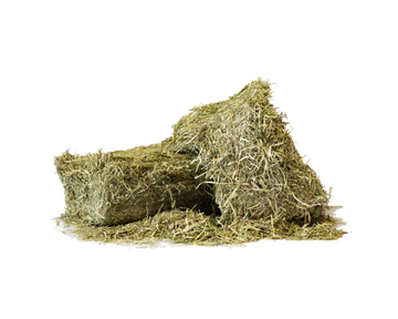 Alfalfa