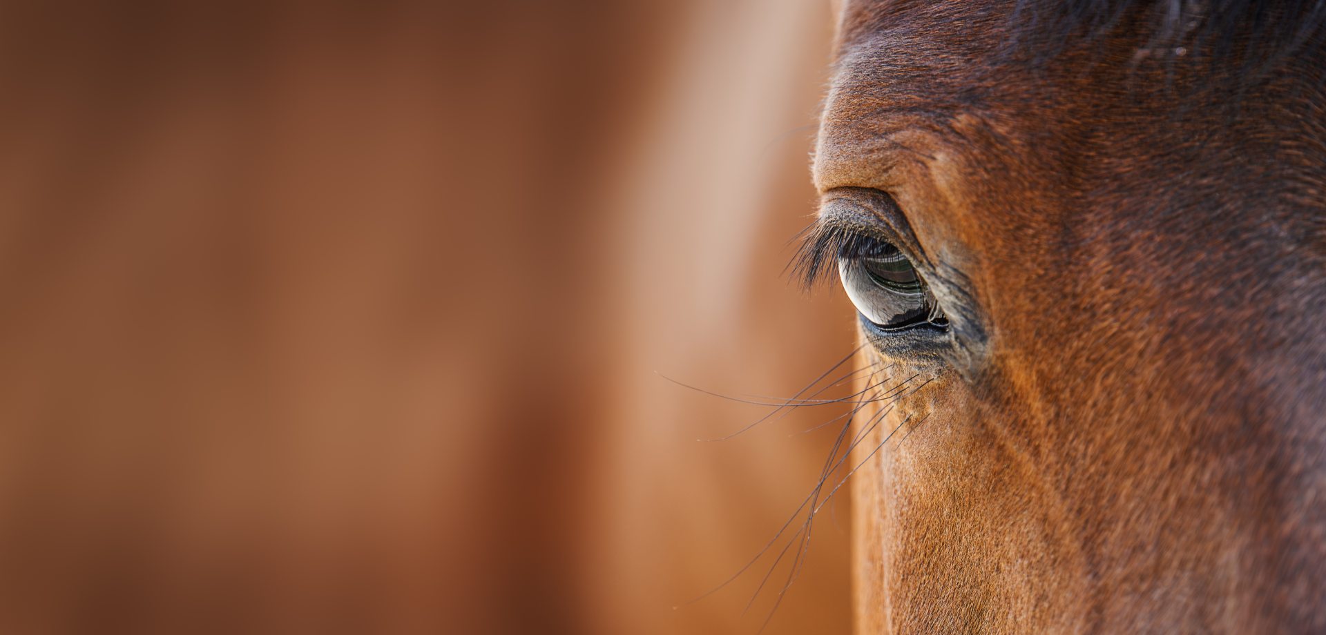slider image 1621243260e1af0c20-0